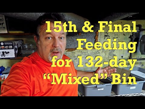 132-day mixed worm bin's 15th feeding & switch from composting to foraging - vermicompost