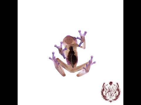 DOG BLOOD WITH JOSH PAN AND X&G - 4 MIND (DAUX REMIX)