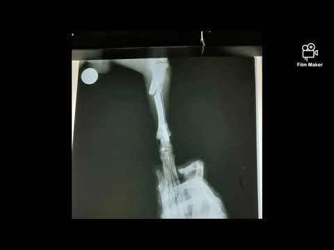 Resolucion de fractura de Tibia y Peroné En Canino.