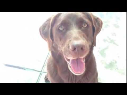 Susie -Placed, an adopted Chocolate Labrador Retriever in Canoga Park, CA_image-1