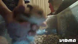 When your hamster gets out