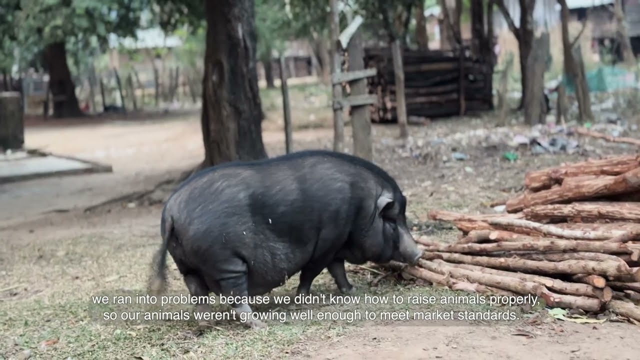 Better Livestock Breeding: Mr. Somnaen’s Pig-Farming Success