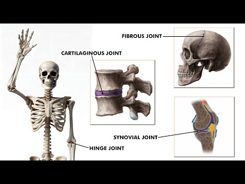 All types of joints in our body: Joints and its types 3d animation