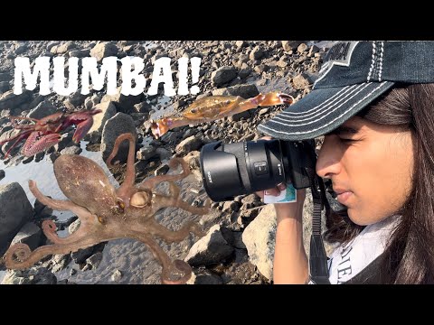 Exploring for Sea Creatures in MUMBAI Tidepools!