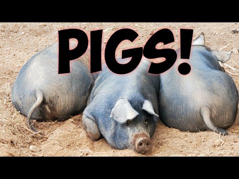 These Pigs Are Going Crazy
