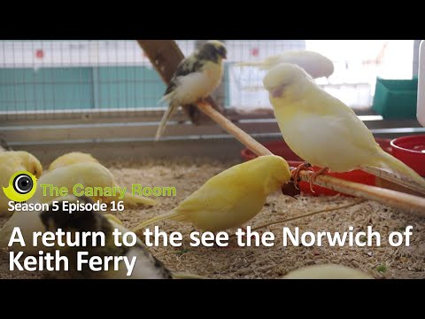 The Canary Room Season 5 Ep16 - A post breeding season visit to Norwich canary expert Keith Ferry