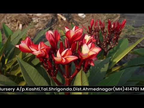 Thai Plumeria Plants