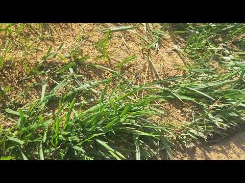 Large Ant Mounds in Front of Community in Freehold, NJ