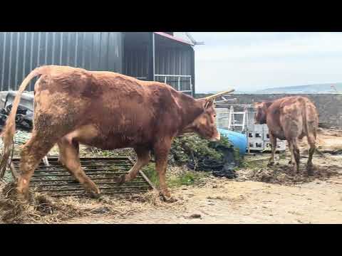 Suckler springers for Ennis Tuesday - Image 2