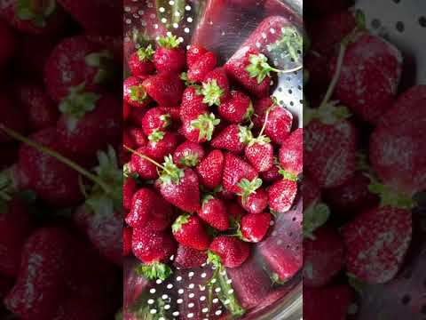 Sweet frozen strawberries, packaging size: 1 kg, packaging t...