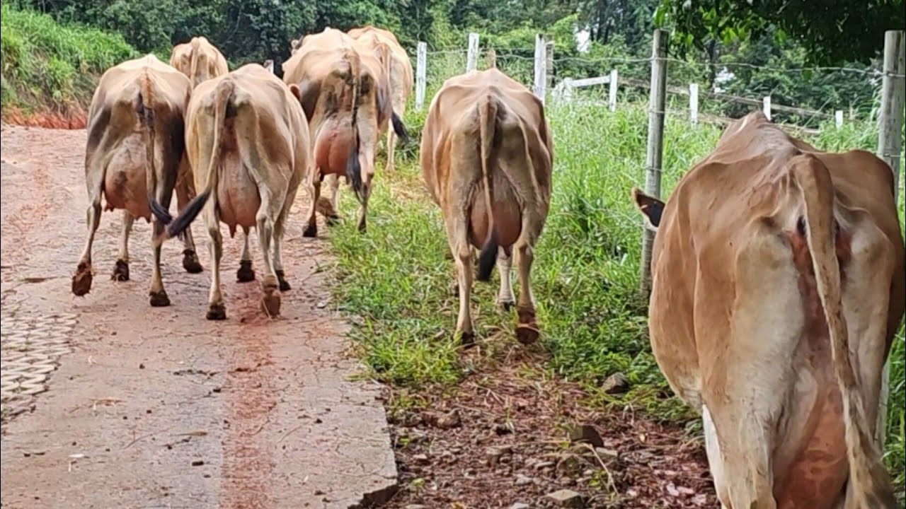 GADO GERSEI PRODUZ MUITO LEITE EM PIQUETES, LEITE DO GERSEI NA FÁBRICA , PRODUTO NO EMPÓRIO