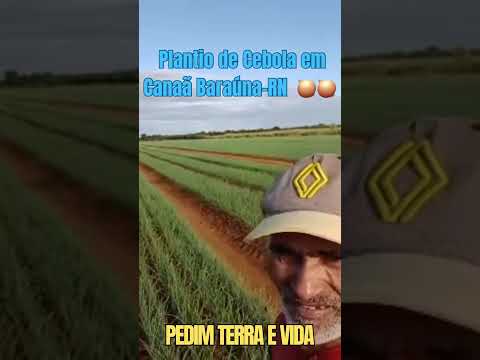 🚜 Vida na Roça: Cebola Quase no Ponto da Colheita    🧅    🧅