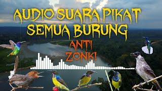 Download lagu Suara Pikat Burung Burcil ANTI ZONK! mp3 Download lagu Suara Pikat Burung Burcil ANTI ZONK! mp3