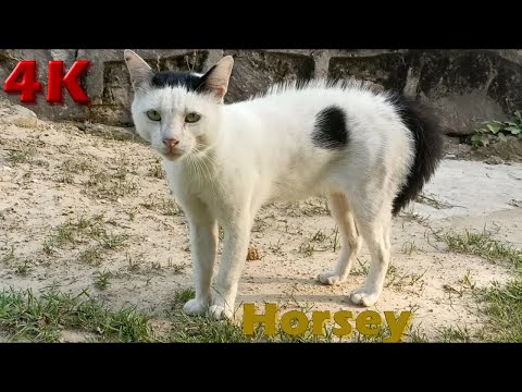 4K Video - Cute, Funny and Wild Cats Meal Video 23 Jul 2021 - Street Cats
