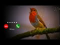 Bird Bgm Ringtones Bird Chirping Instrumental Ringtone Bird Sound Ringtones