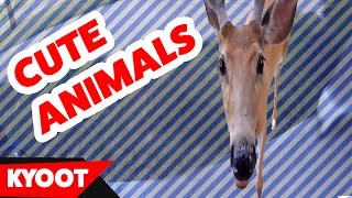animale faze tari cu animale