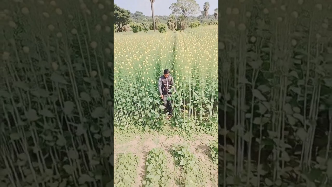 Ye bandhan to song #remix #video #shorts #trending #trendingshorts #1m #viralsong