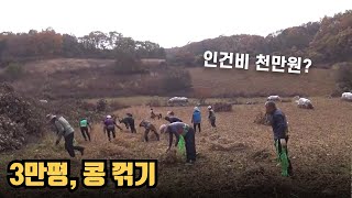 새벽 6시 콩밭으로 갑니다 (인건비.. 천만원?)