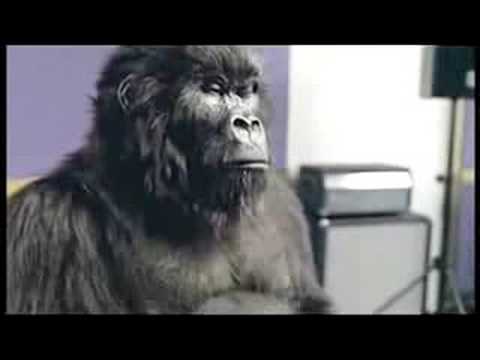 Cadbury Gorilla Advert - Total Eclipse Of The Heart