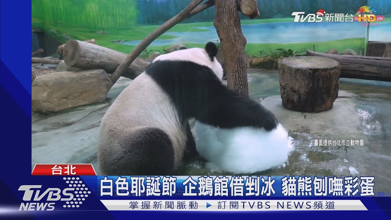 白色耶誕節！企鵝館借剉冰　貓熊刨嘸彩蛋