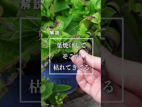 屋外の吊り下げ花: この夏、バルコニー、テラス、庭を飾る、色とりどりの美しい植物 10 個  庭園