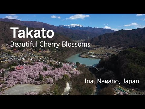"Sakura" Beautiful Cherry Blossoms  at “Takato Castle Site Park” 2020 –Ina,Nagano,Japan