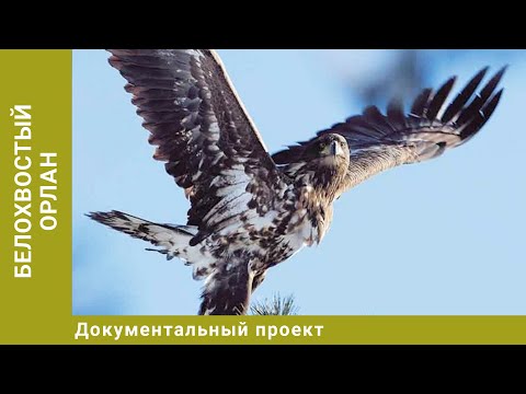 Белохвостый орлан. Документальный Проект. Лучшие фильмы