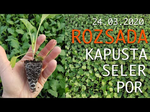 Produkcja rozsady Seler Por Kapusta sytuacja po przymrozkach - program dokarmiania warzyw