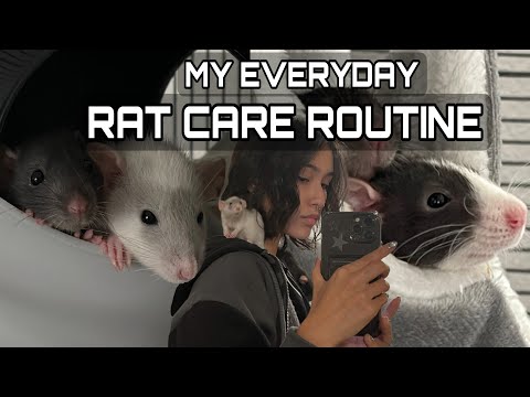 MY PET RAT CARE ROUTINE 🐀 (what i do everyday)