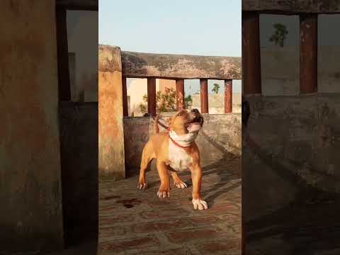 The Pitbull dangerous dog aggressive Pitbull full fighter breed #pitbull #trending #fight #dog