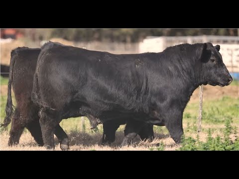 Con genética Angus de nivel internacional, Cabaña La Rubeta realiza su remate televisado