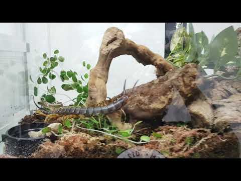 蜈蚣爬過的地方