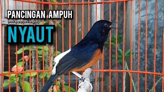 Download lagu murai batu gacor AMPUH buat PANCINGAN murai batu agar bunyi JADIKAN burung murai gacor EMOSI mp3 Download lagu murai batu gacor AMPUH buat PANCINGAN murai batu agar bunyi JADIKAN burung murai gacor EMOSI mp3