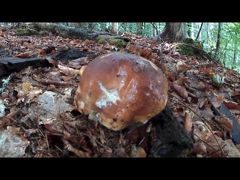 Білі Гриби і Гриби Лисички, приємного перегляду