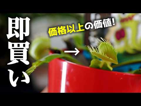 園芸 ジャンセニスト カーネーション、ハエトリソウ、リクニス ビスカリア