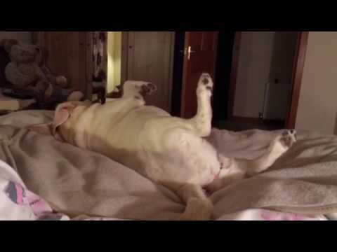 Funny lazy dog labrador smieszny leniwy pies