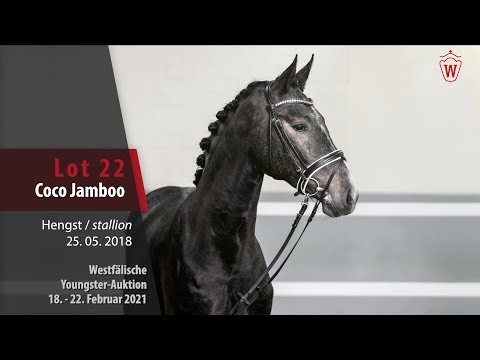 Youngster Auktion 18. - 22. Februar 2021 Lot 22 Coco Jambo Hengst v. Cornet's Boy - Arpeggio