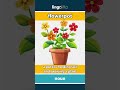 flowerpot - a pot for holding soil and... video thumbnail