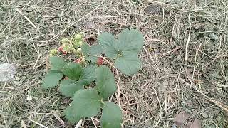 Клубника Мара де Буа: отзывы, описание сорта, фото, видео, отзывы ...