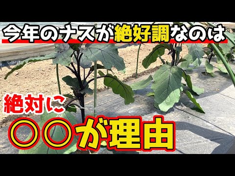 苗が成長しないのはなぜですか?それを修正するにはどうすればよいですか?  庭園