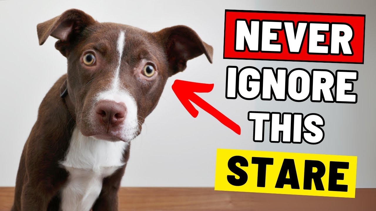 Why Dogs Stare At You? (Warning Sign)