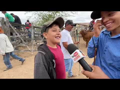 Feira do Gado em Senador Rui palmeira - AL 23 - 12 - 2025 #nordeste