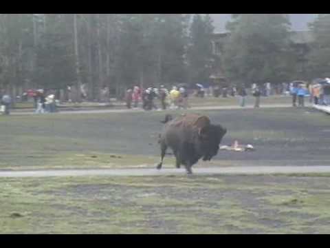 Bison attack at Old Faithful, Yellowstone National Park