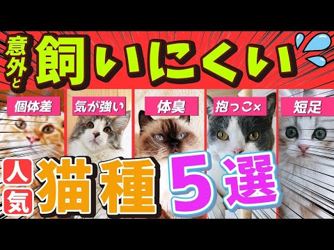 5つのエキゾチックな猫の品種