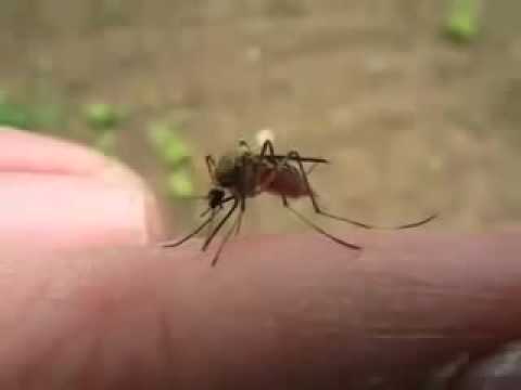 近距離 觀看 蚊子 吸血後的 樣子