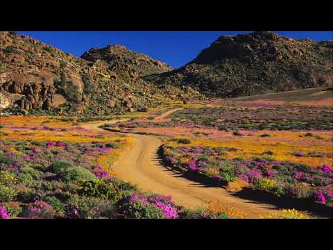 Chasing South Africa’s Springtime Miracle: A Journey to the Namaqualand Flower Fields