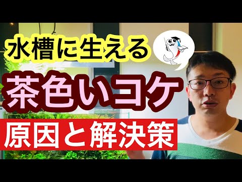 水槽の水が凍らないようにするにはどうすればよいですか?冬に幸せな鳥を育てるための簡単なヒント  庭園
