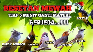 Download lagu 2 jam masteran BESETAN MEWAH untuk murai batu Tiap 5 menit ganti materi BERJEDA ! Suara jernih mp3