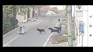 Re: [問卦] 比特犬又爆咬狗狗了