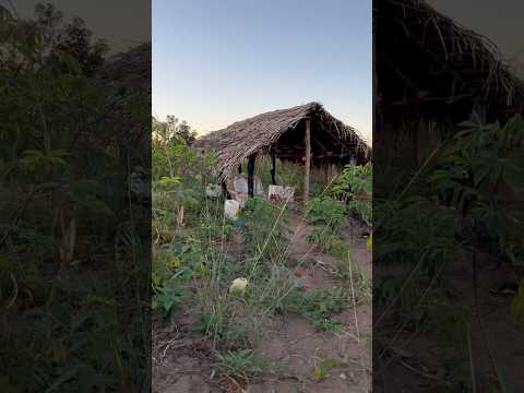 Rancho de palha: a roça chama, chama!